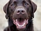 Menemen Köpek Pansiyonu ve Oteli