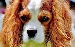 Ödemiş Köpek Pansiyonu ve Oteli