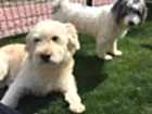 Seferihisar Köpek Pansiyonu