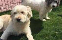 Seferihisar Köpek Pansiyonu