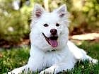 Selçuk Köpek Eğitim Merkezi