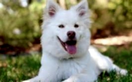Selçuk Köpek Eğitim Merkezi